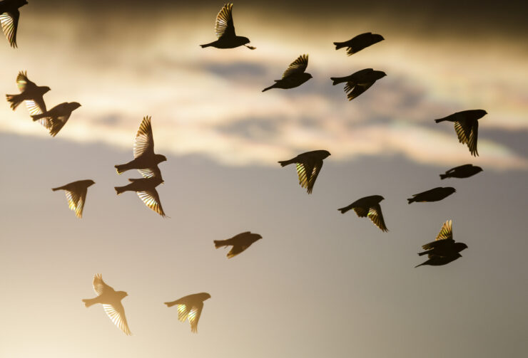 Flock of birds flying.