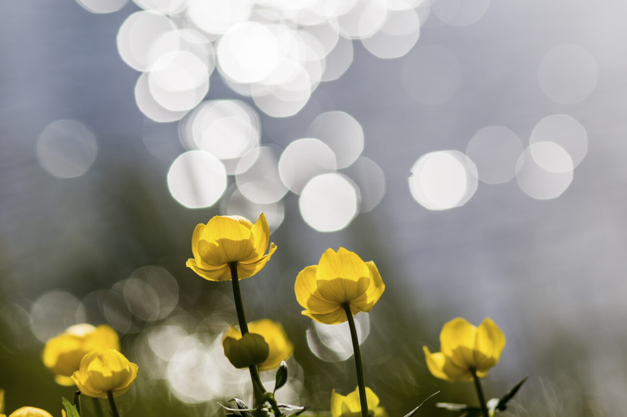 Closeup photo of yellow flowers.