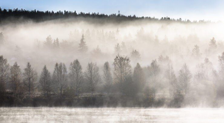Sumuinen metsä joen rannalla.