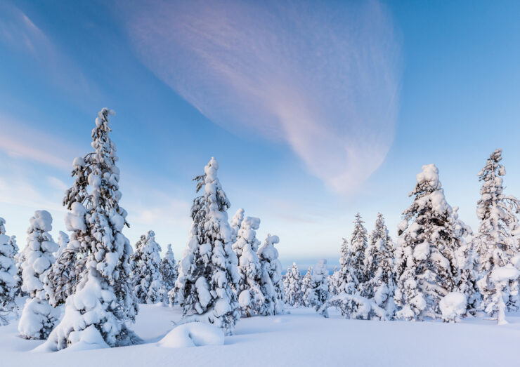 Tykkylumisia puita selkeällä talvisäällä.