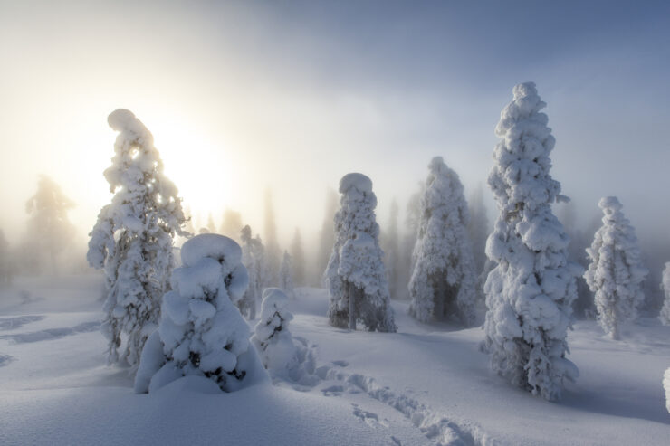 Aurinko valaisee utuisen tykkylumimetsän.