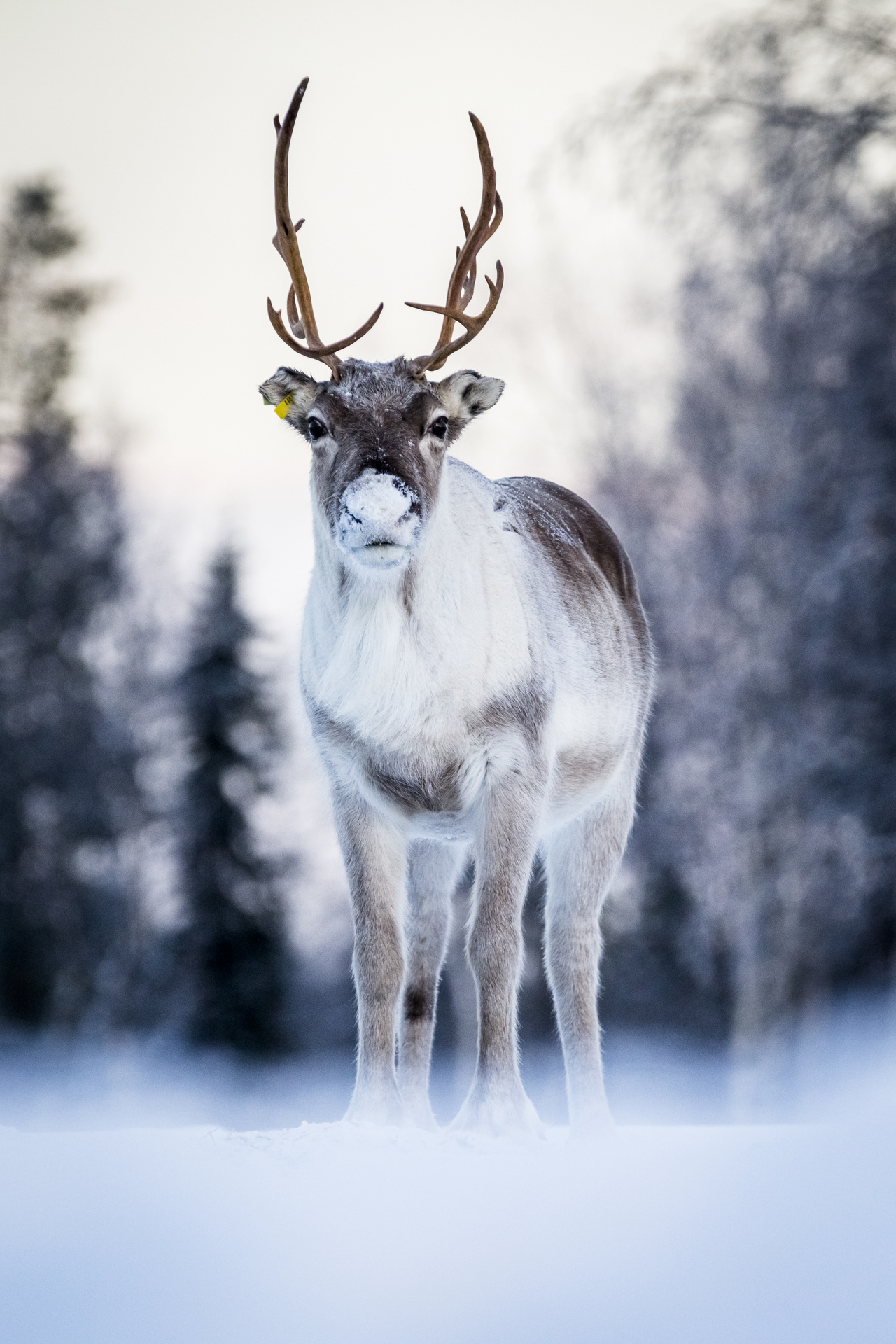 Sarvekas poro talvisen metsän edustalla.