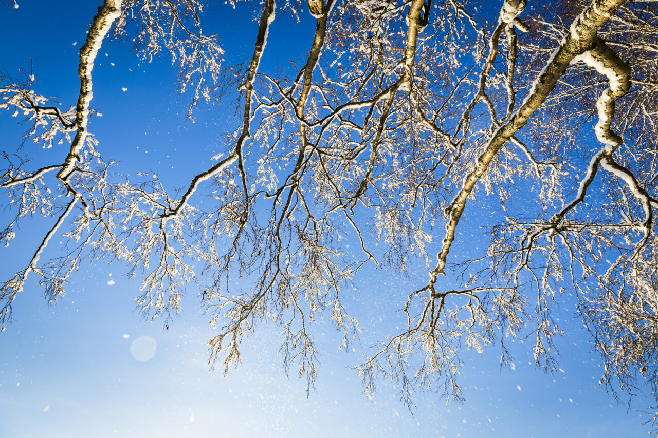 Frosty tree branches against a blue sky.