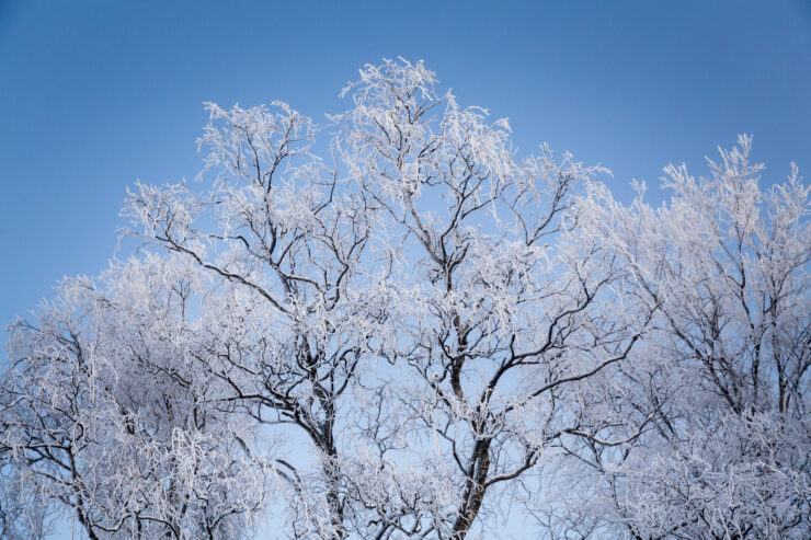 Frosty tree branches against a blue sky.