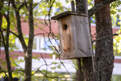 Linnunpönttö Lapin yliopiston takapihan metsässä. Taustalla näkyy yliopistorakennus.