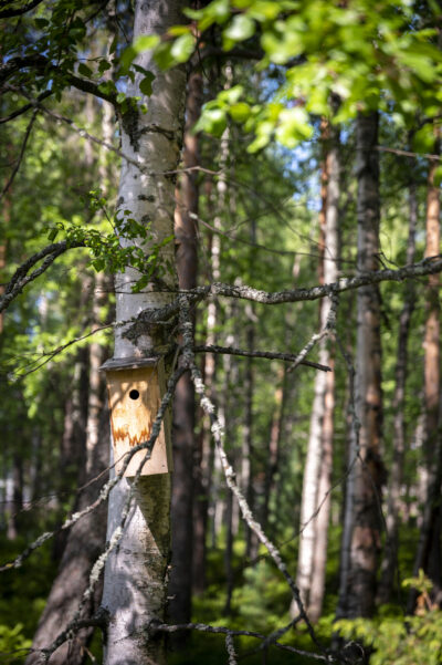 Linnunpönttö Lapin yliopiston takapihan metsässä.