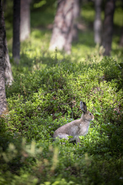 Jänis Lapin yliopiston takapihan metsässä.