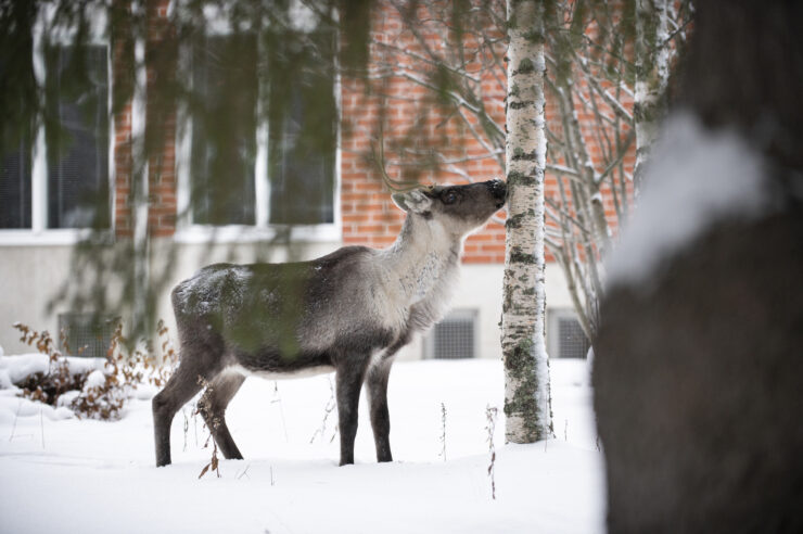 Poro Lapin yliopiston takapihalla.
