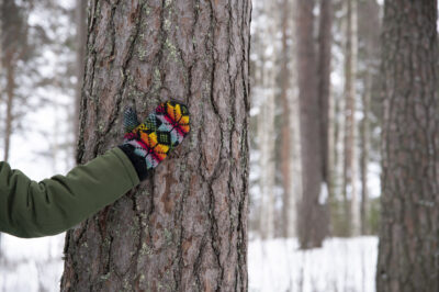 Värikäs lapanen koskettaa Lapin yliopiston takapihan männyn runkoa.